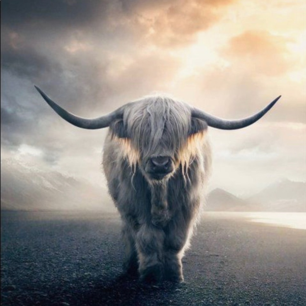 Scottish Highland Cow Art Print 8.5 X 11 inches